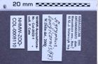 Etiketten zu Agrypnus longicornis (NHMW-ZOO-COL-0008110)